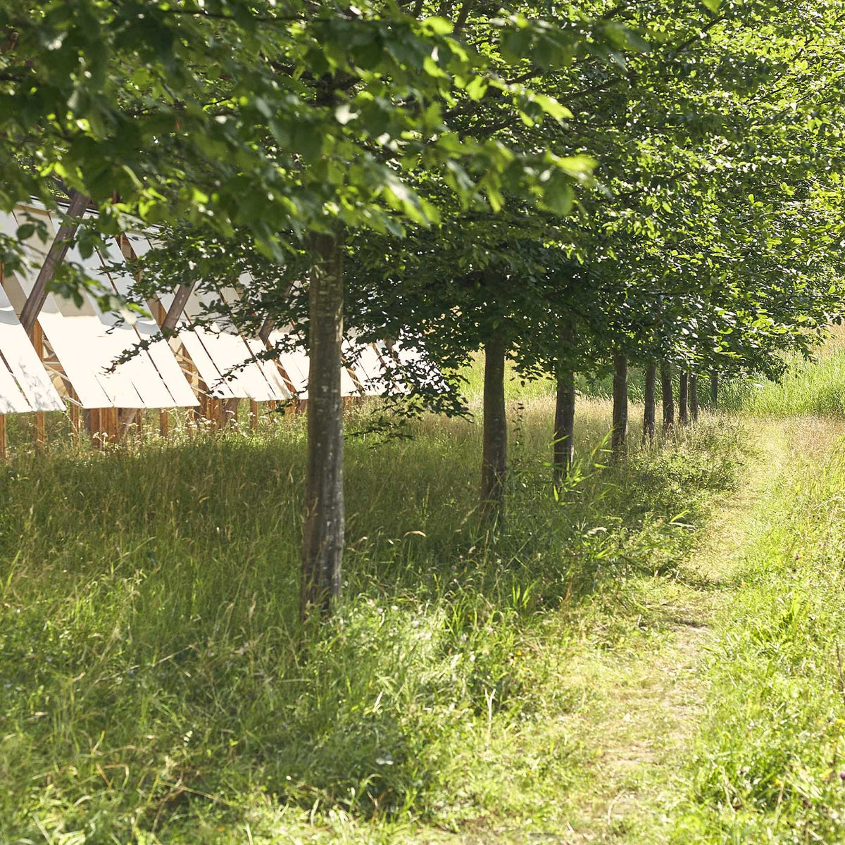 Tree-lined path with natural greenery next to the MAC buildings.