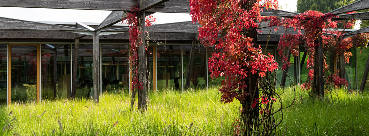 MAC headquarters surrounded by lush greenery, featuring modern wooden architecture and red climbing vines.