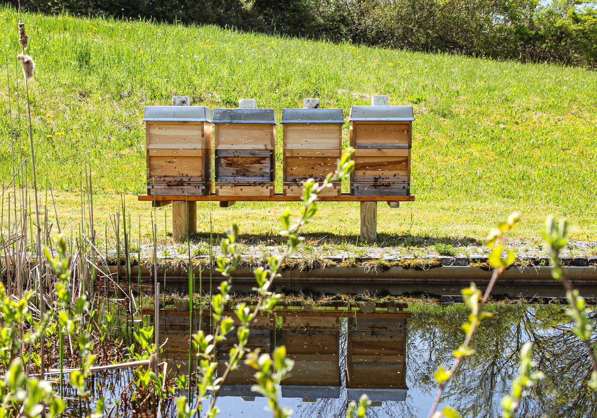 Beehives placed beside a pond in a green landscape on the MAC grounds.